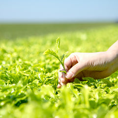 The Green Tea Shampoo Refresh 80 g